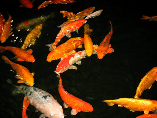 Orenji Ogon! (orange solid-colored koi)