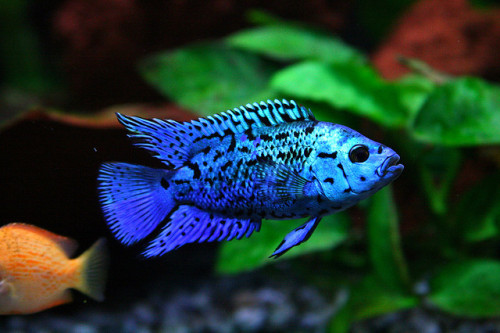 krokodile:  what is this beautiful fish?!  i’ve been googling blue cichlids but can&rsquo