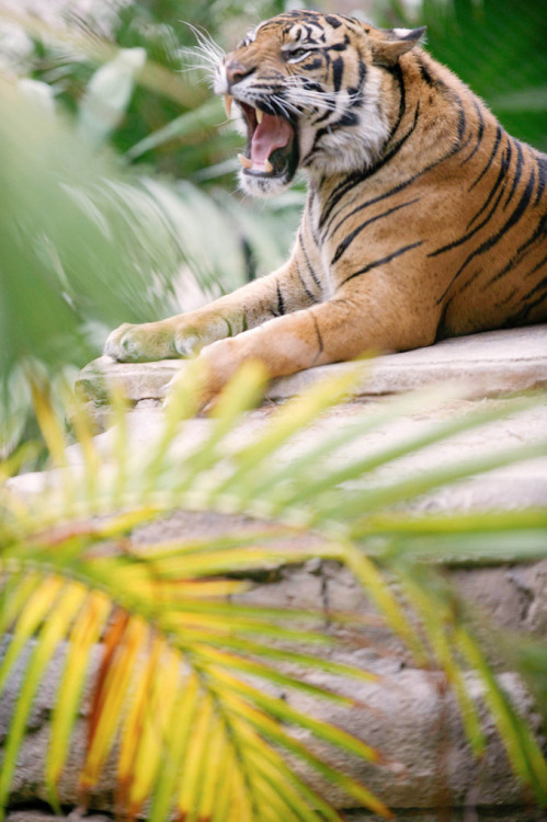 sdzsafaripark:  Tiger Trail Experience by Lisa Diaz 