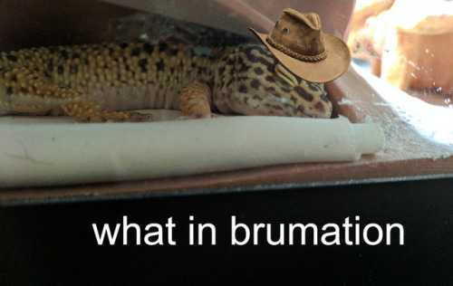 brumation