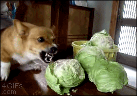 atari2000:  lettuce lmao 