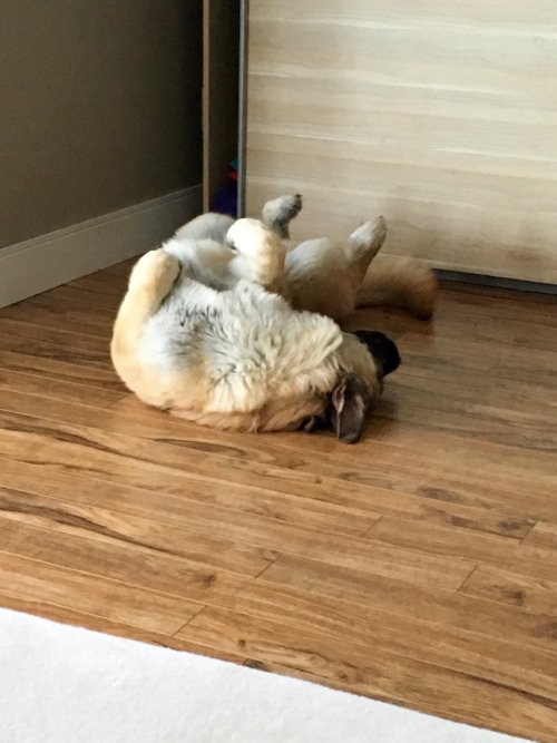 tunaandsalmontheshepkitas:Gotta get comfy