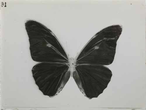 dame-de-pique:  Johannes Barbieri - “Joly Negativ/Positiv”, Schmetterling, c. 1907
