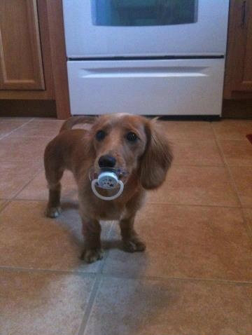 littlegirlformycalidaddy:  thecutestofthecute:  Puppies with pacifiers   I just can’t stop looking and laughing!!!  LOL