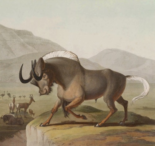 African scenery and animals - Samuel Daniell - 1804-1805 - via Internet Archive