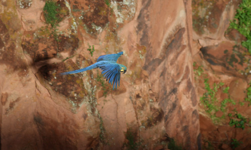 Lear&rsquo;s Macaw (Anodorhynchus leari)