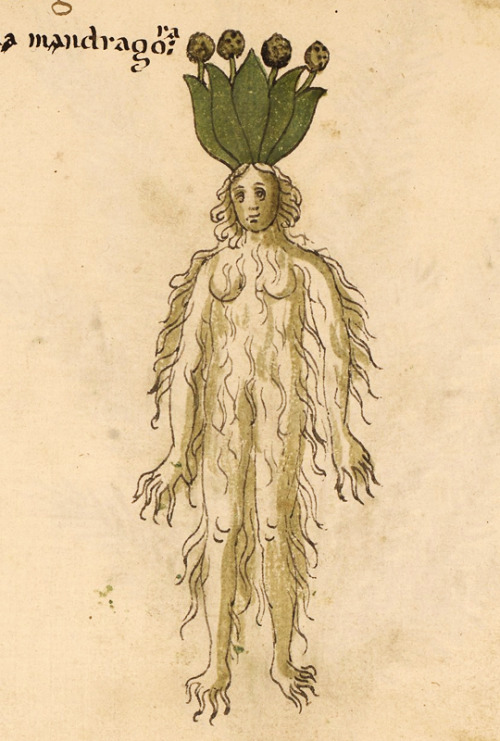 Six-foot mandrake, fine roots all over, beatific Botticelli face.Manuscript description and digital 