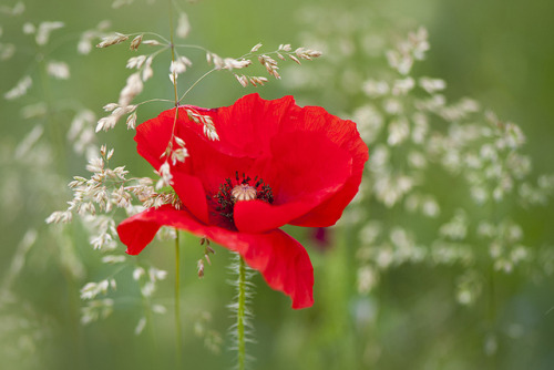 Papaver Rhoaes by Jacky Parker Floral Art on Flickr.