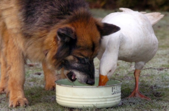 pragtastic:  dogjournal:  GOOSE HELPS DOG WITH BEHAVIORAL ISSUES - &ldquo;The