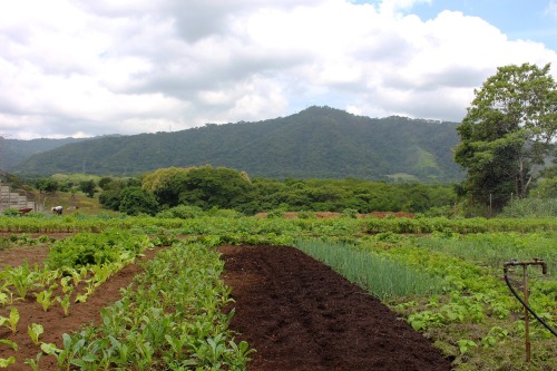 “Chefs aren’t the rockstars. Farmers are the rockstars.” Dominique Crenn from Chef