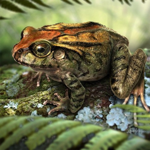 Uberabatrachus was a small frog that lived among the dinosaurs in Brazil some 70 million years ago. 