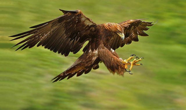 birds-of-prey-daily:
“Golden Eagle
”