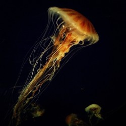 at North Carolina Aquarium at Pine Knoll Shores