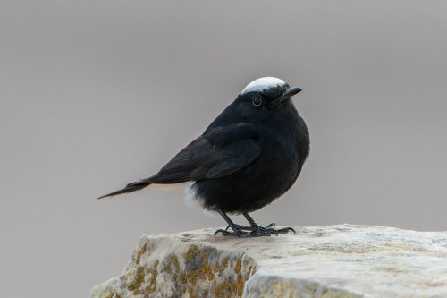 tuxedo-birds:White-crowned Wheatear (Oenanthe leucopyga) © Katya Rudnev