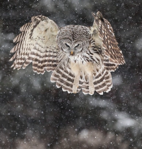 beautiful-wildlife:Barred Owl by © Steven Rose