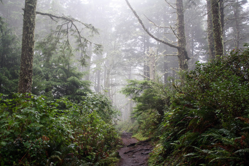 bright-witch:Oregon Coast Old Growth, by me. Please do not remove credit!My Blog/My Flickr