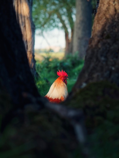 This wild rooster attacked me. That was funny.When I had had enough, I hid behind a tree.He didn&rsq