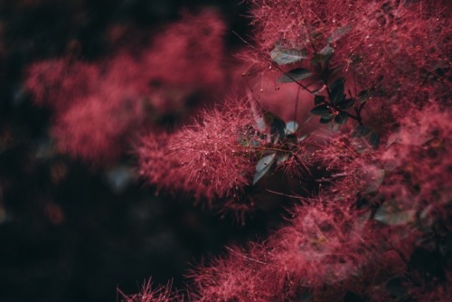 ph  Artem Thegreat