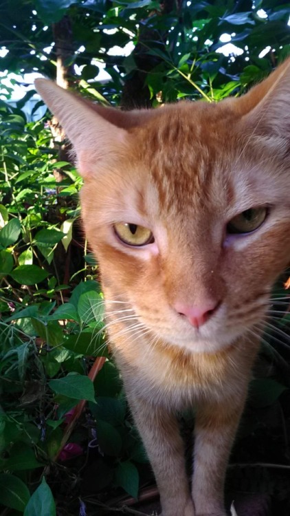 naturelvr69likes: foreverfreo: Fifi in the garden @mostlycatsmostly