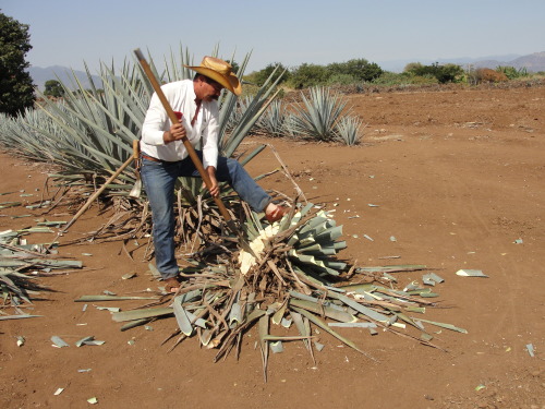 maybeimissedthepoint:  today in tough jobs   (part 2) El jimador 