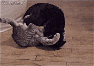 I Can't Tell The Difference Between These GIFs