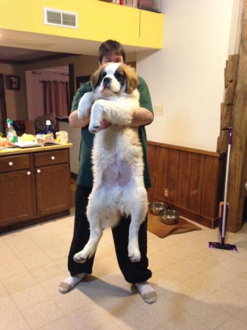 vivala-plut0:  My Dad is 6’4” Fredric is 5 months old 