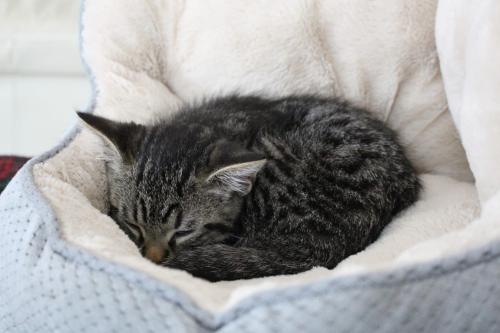 justcatpost