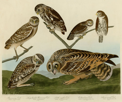 Print from The Birds of America by John James Audubon, 1827-1838