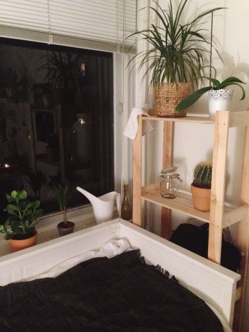 Sharing🌱my🌱room🌱with🌱15 🌱plants🌱