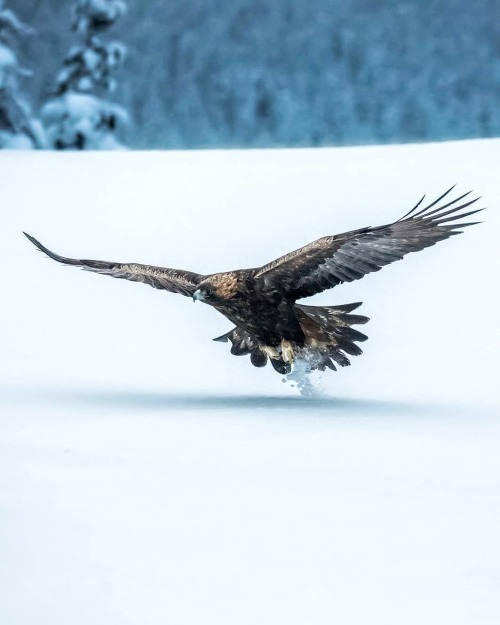 cafeinevitable: Golden Eagle | Finlandph. Ossi Saarinen