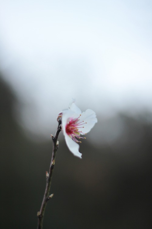 almond tree