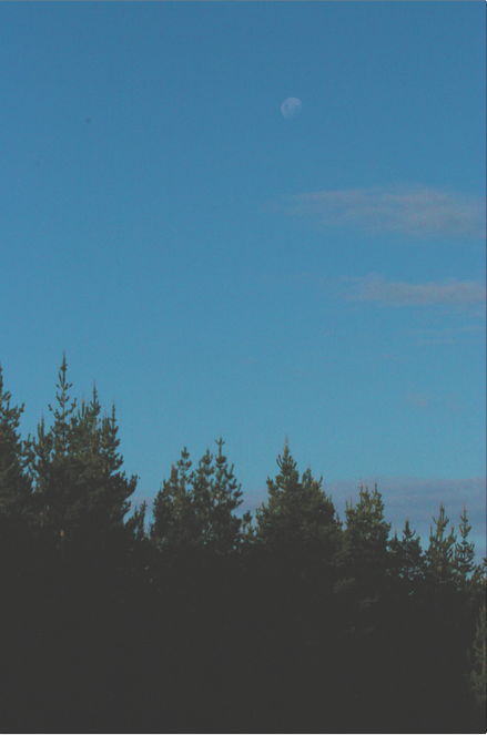 civilise-this-society:  ☀nature/hippie blog☀ 
