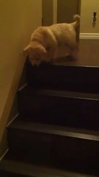 onlylolgifs:  dog teaching puppy to go down the stairs  