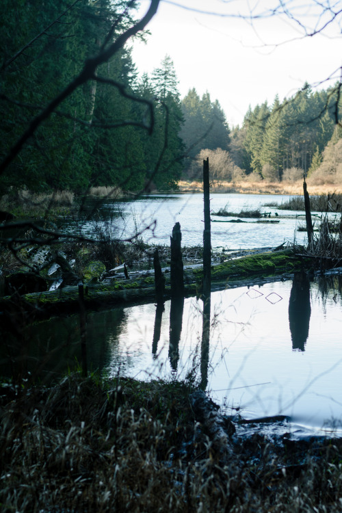 darkcoastphotography:Linley Valley, Vancouver Island, British Columbiatumblr | flickr | facebook | s