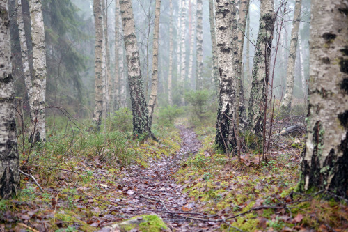 Ett år sedanAutumn 2014 by Frida Tuori