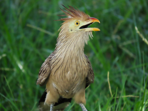  Rabo-de-Palha/Guira Cuckoo Guira guira 