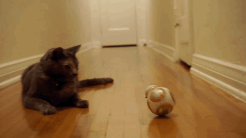 gifsboom:  Mochi the Cat Meets BB8 from Star Wars: The Force Awakens. [video][Scott