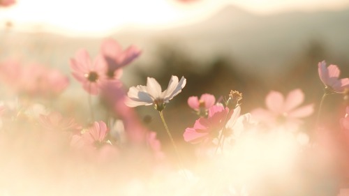 Visible Warmth