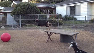 sizvideos:  Best Use For A Yoga Ball according to goats - Video - Follow us 