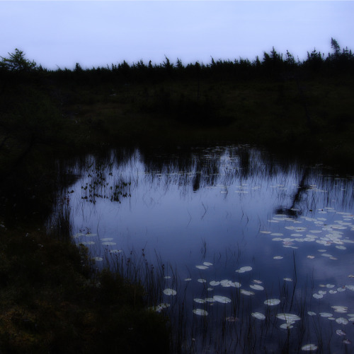 jeannemcright: Violet from Sad Joy: for C.K. Williams by Jeanne McRight This, a beautiful bog along 