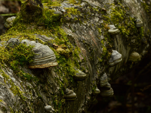 Fallen tree covered in moss and tiny bracket fungi