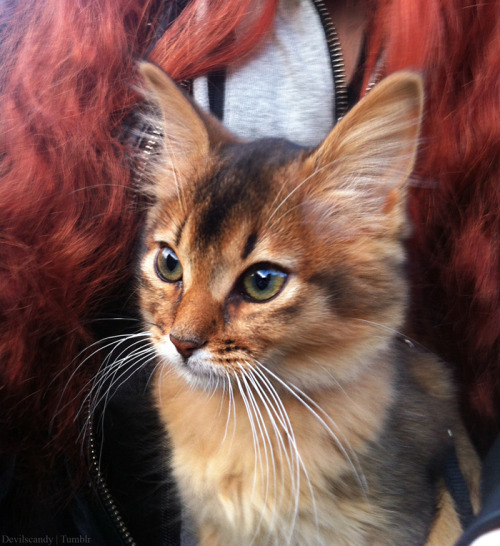 yourlocalfreak:thisgingerischronic:what a pretty catIm pretty sure this is a somali kitten, theyre a
