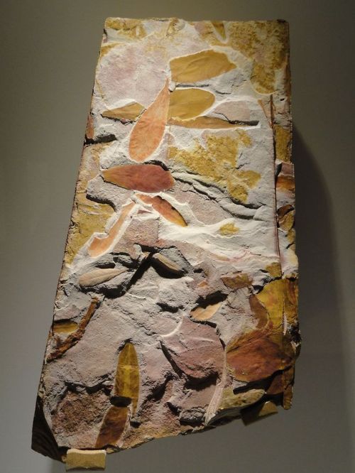 GlossopterisThese are fossils of the plant Glossopteris, which arose in the early Permian. The fossi