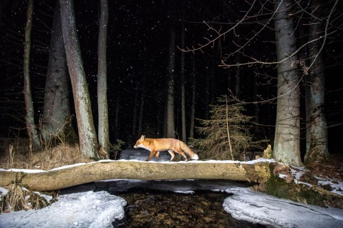 killing-the-prophet:A red fox makes its way through the Bohemian Forest in the Czech Republic.Vladim