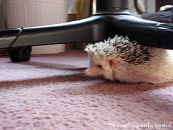 It… will… fit..
