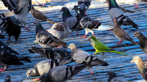 natural-reflection: Monk Parakeet amidst Feral Pigeons and White-Winged DovesMyiopsitta monachus / C