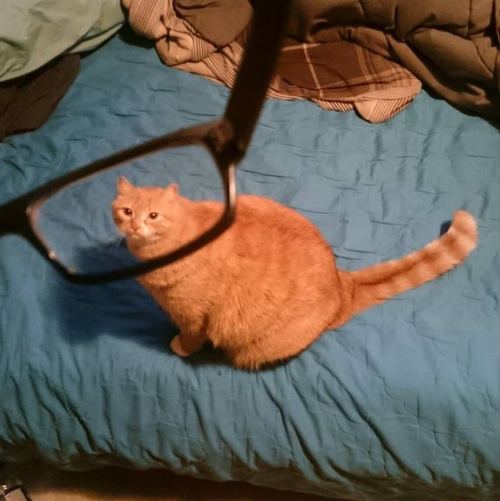 rainbowbeatrunner:  leporell-o:  leporell-o:  hey does anybody want to see my collection of slightly distorted pictures of cats as viewed through glasses  too late i’ve decided for you that you do  here they are   I didnt know I needed this