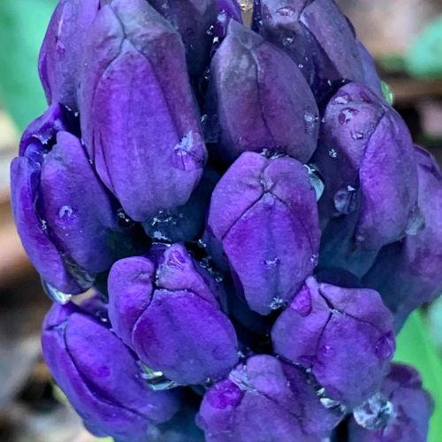 So close. Can’t wait for the air to be filled with their fragrance.  * * #hyacinth #springbulb