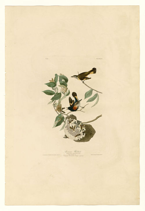 Plate 40. American Redstart, John James Audubon