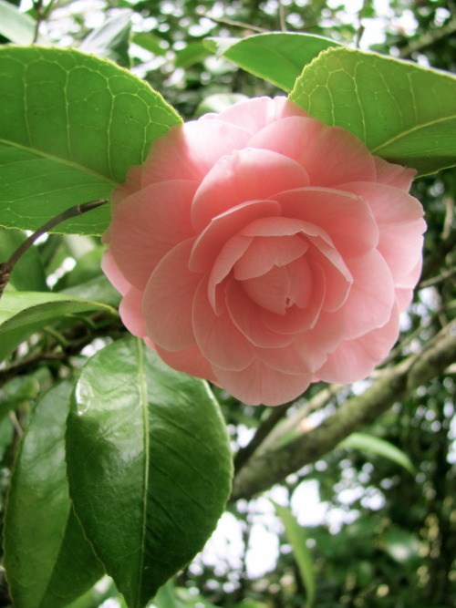 Camelia